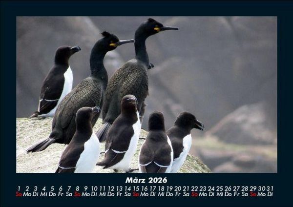 Produktbild: Tierkalender 2026 Fotokalender DIN A5
