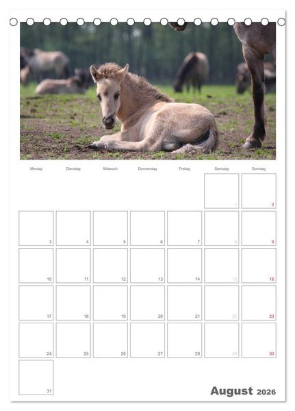 Produktbild: Fohlen und Jungpferde (Tischkalender 2026 DIN A5 hoch), CALVENDO Monatskalender