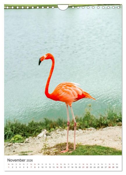 Produktbild: Flamingos in rosa Federpracht. (Wandkalender 2026 DIN A4 hoch), CALVENDO Monatskalender