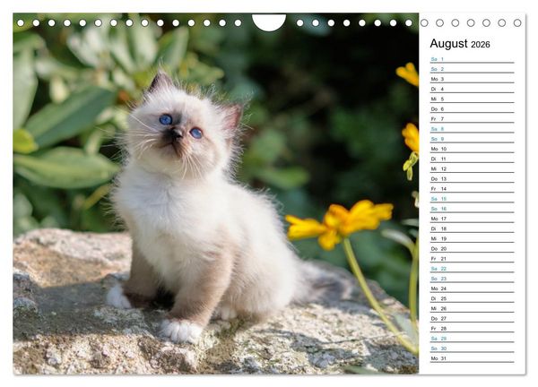 Produktbild: Heilige Birma Kitten mit Planer (Wandkalender 2026 DIN A4 quer), CALVENDO Monatskalender