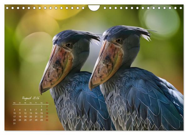 Produktbild: Afrikas vielf&auml;ltige Vogelwelt (Wandkalender 2026 DIN A4 quer), CALVENDO Monatskalender