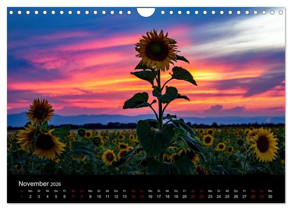 Produktbild: Blumen der Sonne (Wandkalender 2026 DIN A4 quer), CALVENDO Monatskalender