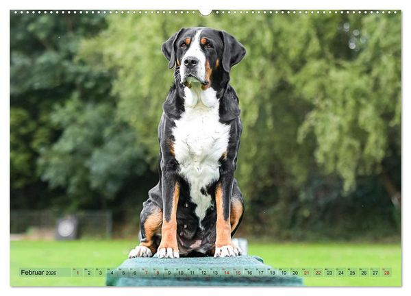 Produktbild: Schweizer Sennenhunde - Appenzeller - Berner - Entlebucher - Gro&szlig;e Schweizer (Wandkalender 2026 DIN A2 quer), CALVENDO Monatskalender