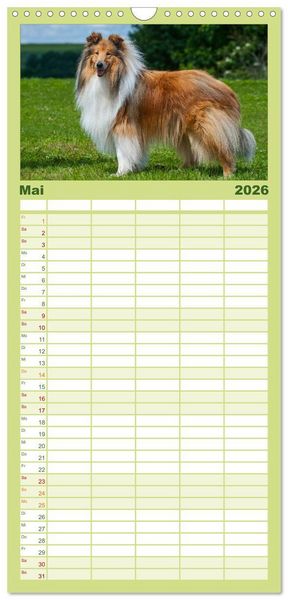 Produktbild: Familienplaner 2026 - Faszination Collie 2026 mit 5 Spalten (Wandkalender, 21 x 45 cm) CALVENDO