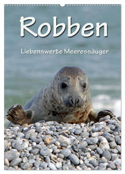 Robben (Wandkalender 2026 DIN A2 hoch), CALVENDO Monatskalender