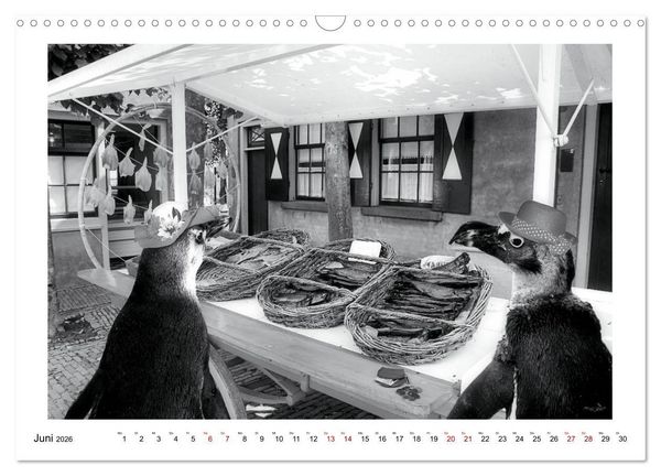 Produktbild: Pinguine privat (Wandkalender 2026 DIN A3 quer), CALVENDO Monatskalender