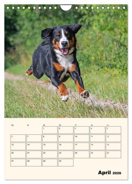Produktbild: Appenzeller Sennenhund - Mit Plan durch das Jahr (Wandkalender 2026 DIN A4 hoch), CALVENDO Monatskalender