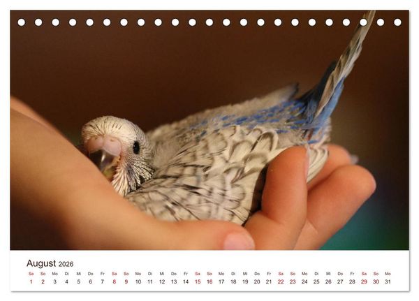 Produktbild: Wellensittiche - der NEUE Kalender (Tischkalender 2026 DIN A5 quer), CALVENDO Monatskalender