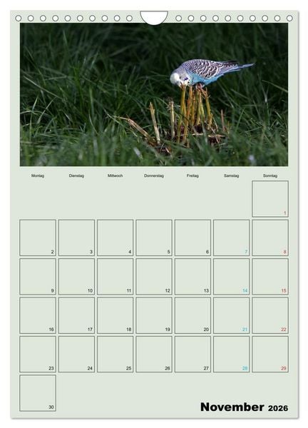 Produktbild: Wellensittiche Terminplaner (Wandkalender 2026 DIN A4 hoch), CALVENDO Monatskalender