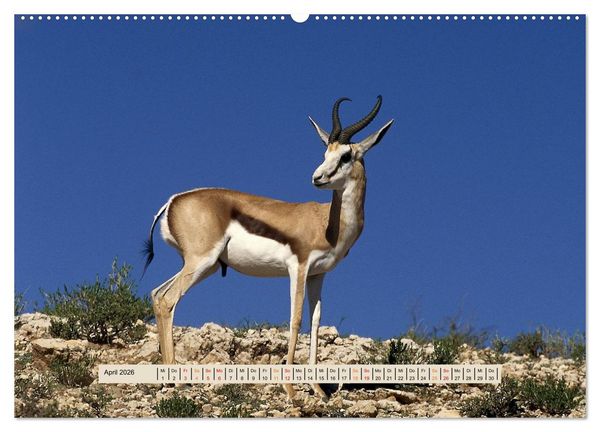 Produktbild: Kgalagadi-Durstland (hochwertiger Premium Wandkalender 2026 DIN A2 quer), Kunstdruck in Hochglanz