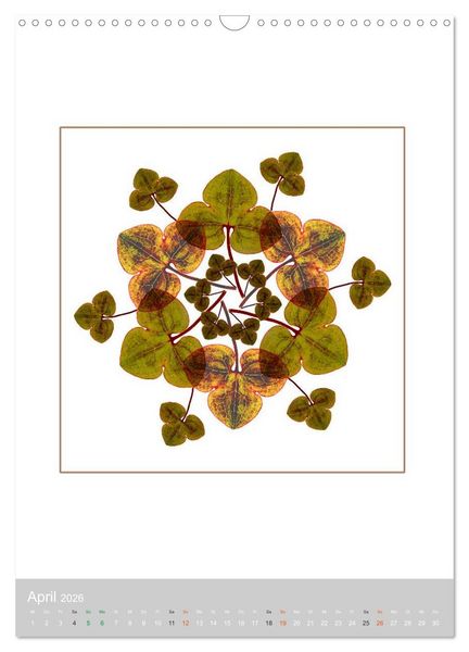 Produktbild: Pflanzen - Mandalas aus Bl&uuml;ten und Bl&auml;ttern (Wandkalender 2026 DIN A3 hoch), CALVENDO Monatskalender