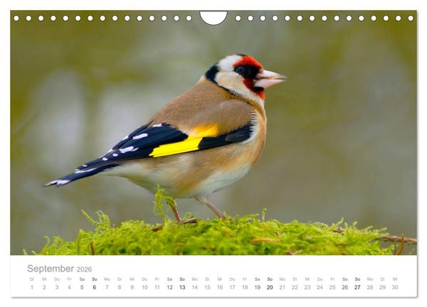 Produktbild: V&ouml;gel in unseren G&auml;rten 2026 (Wandkalender 2026 DIN A4 quer), CALVENDO Monatskalender
