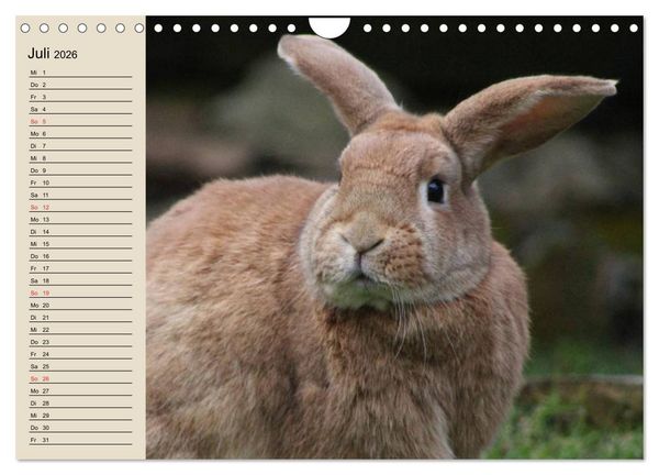 Produktbild: Kaninchen und Hasen (Wandkalender 2026 DIN A4 quer), CALVENDO Monatskalender