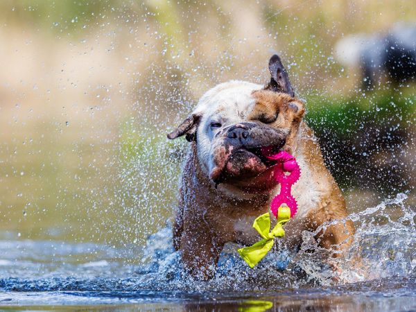 Produktbild: CALVENDO Puzzle Englische Bulldogge im Wasser | 1000 Teile Lege-Gr&ouml;&szlig;e 64x48cm Foto-Puzzle f&uuml;r gl&uuml;ckliche Stunden