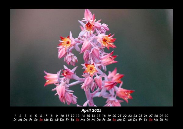 Produktbild: Blumenkalender 2025 Fotokalender DIN A3