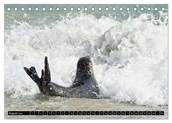 Produktbild: Robben an der Nordsee (Tischkalender 2026 DIN A5 quer), CALVENDO Monatskalender
