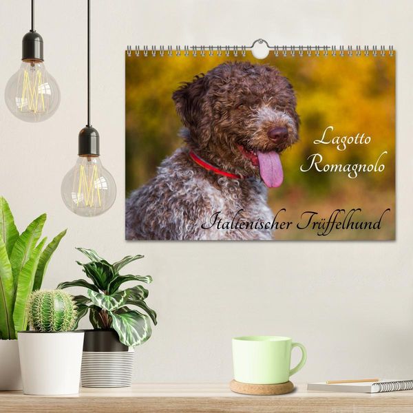 Produktbild: Lagotto Romagnolo - Italienischer Tr&uuml;ffelhund (Wandkalender 2026 DIN A4 quer), CALVENDO Monatskalender
