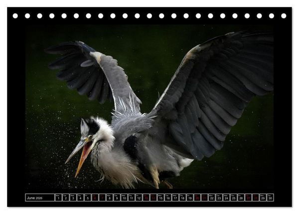Produktbild: The heron parade (Desk Calendar 2026 DIN A5 landscape), CALVENDO 12 Month DeskCalendar