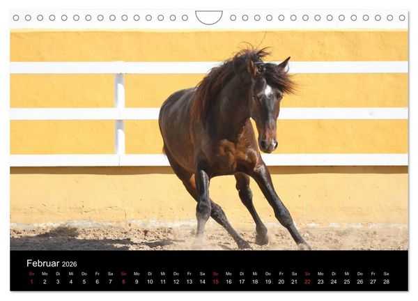 Produktbild: Caballos Spanische Pferde 2026 (Wandkalender 2026 DIN A4 quer), CALVENDO Monatskalender