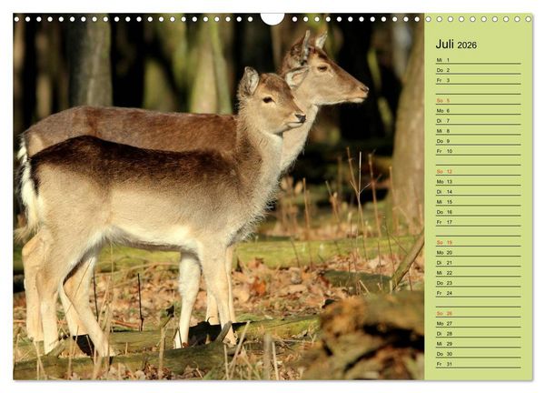 Produktbild: Hirsche - K&ouml;nige des Waldes/Geburtstagskalender (Wandkalender 2026 DIN A3 quer), CALVENDO Monatskalender