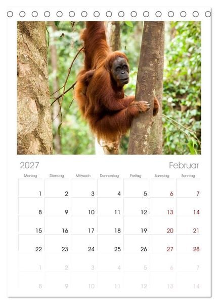 Produktbild: Tischplaner 2027 - Orang-Utans - Menschen des Regenwaldes (A5 Tischkalender zum Aufstellen) CALVENDO