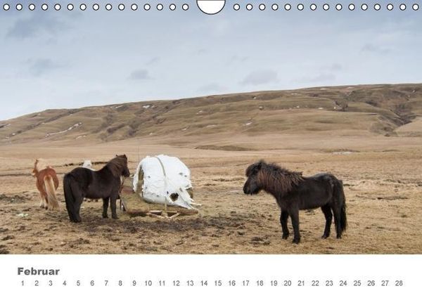 Produktbild: Islandpferde: Gef&auml;hrten der Wikinger (Wandkalender immerw&auml;hrend DIN A4 quer)