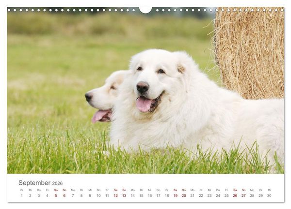 Produktbild: Pyren&auml;enberghunde (Wandkalender 2026 DIN A3 quer), CALVENDO Monatskalender