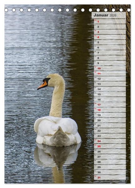 Produktbild: Stolze Schw&auml;ne (Tischkalender 2026 DIN A5 hoch), CALVENDO Monatskalender