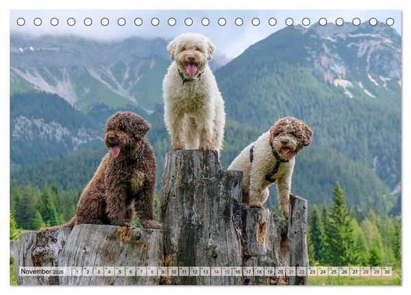 Produktbild: Lagotto Romagnolo in den Alpen 2026 (Tischkalender 2026 DIN A5 quer), CALVENDO Monatskalender