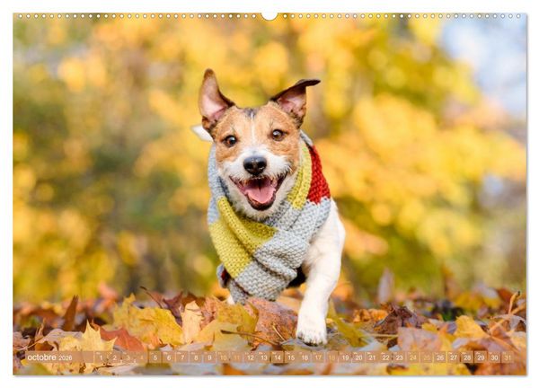 Produktbild: Jack Russell Terrier : vif et joueur (Calendrier mural 2026 DIN A2 vertical) calendrier de bureau