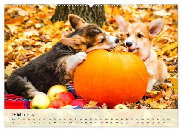 Produktbild: Welsh Corgi. Zauberhafter Dickkopf auf kurzen Beinen (hochwertiger Premium Wandkalender 2026 DIN A2 quer), Kunstdruck in Hochglanz
