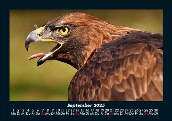 Produktbild: Adler 2025 Fotokalender DIN A5