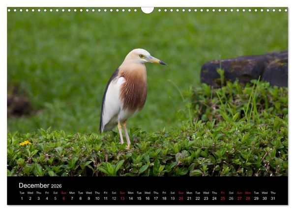 Produktbild: World of Heron (Wall Calendar 2026 DIN A3 landscape), CALVENDO 12 Month Wall Calendar