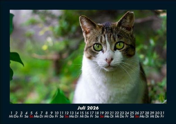 Produktbild: F&uuml;r Katzenfreunde 2026 Fotokalender DIN A5
