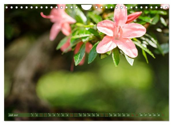 Produktbild: Bonsai ganz nah (Wandkalender 2027 DIN A4 quer), CALVENDO Monatskalender