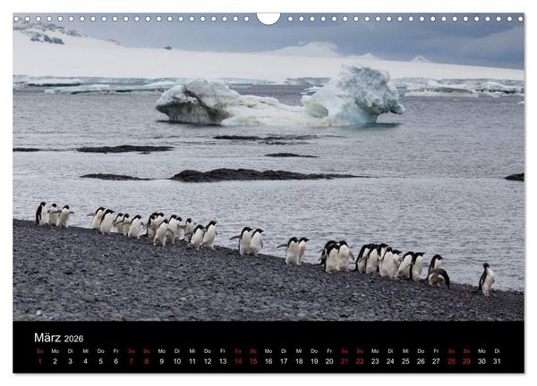 Produktbild: Pinguine - sympathische Fracktr&auml;ger im eisigen S&uuml;den (Wandkalender 2026 DIN A3 quer), CALVENDO Monatskalender