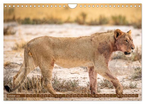 Produktbild: Lions of Southern Africa (Wall Calendar 2026 DIN A4 landscape), CALVENDO 12 Month Wall Calendar