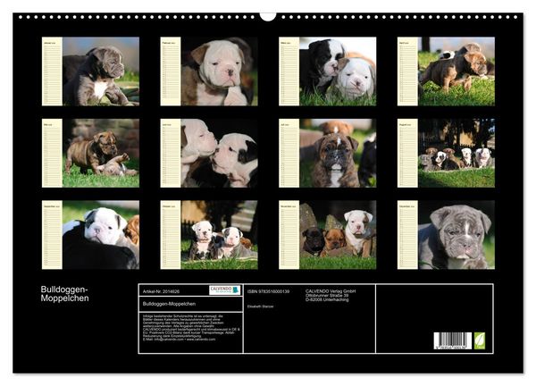 Produktbild: Bulldoggen-Moppelchen (Wandkalender 2026 DIN A2 quer), CALVENDO Monatskalender