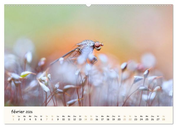 Produktbild: Nos amis les insectes (Calendrier mural 2026 DIN A2 vertical), CALVENDO calendrier mensuel