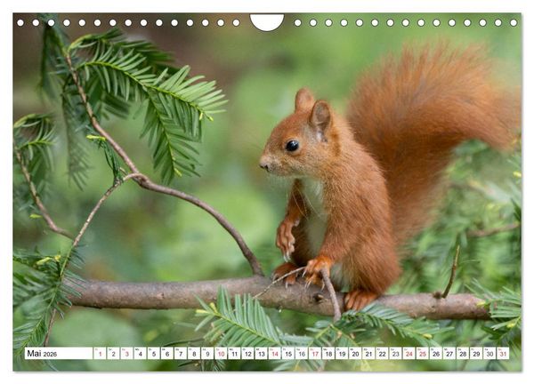 Produktbild: Eichh&ouml;rnchen im K&ouml;niglichen Garten (Wandkalender 2026 DIN A4 quer), CALVENDO Monatskalender