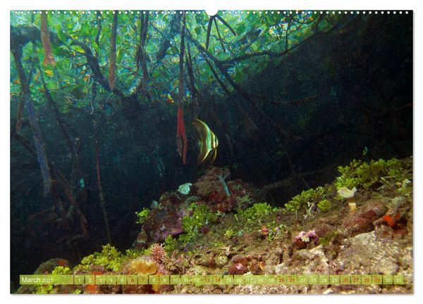 Produktbild: Mangroves - Valuable Habitat (Wall Calendar 2027 DIN A2 landscape), CALVENDO 12 Month Wall Calendar