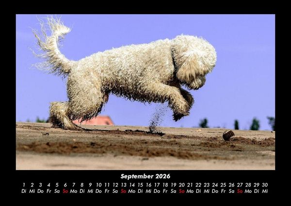 Produktbild: Der Hundekalender 2026 Fotokalender DIN A3