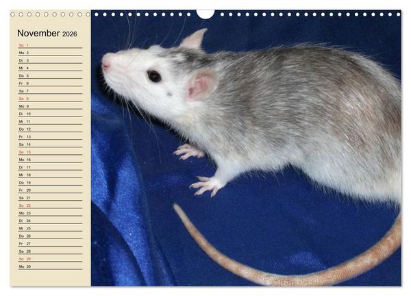 Produktbild: Ratten. Gelehrige Haustiere (Wandkalender 2026 DIN A3 quer), CALVENDO Monatskalender