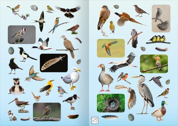 Produktbild: Naturforscher-Kids &ndash; Fotosticker V&ouml;gel