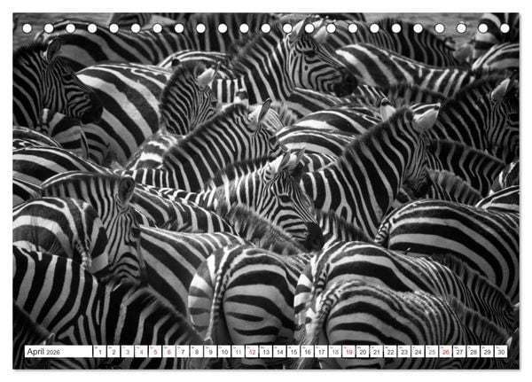 Produktbild: Emotionale Momente: Zebras - black & white. (Tischkalender 2026 DIN A5 quer), CALVENDO Monatskalender