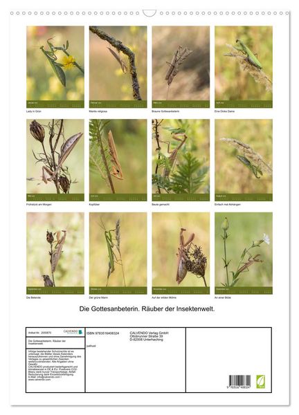 Produktbild: Die Gottesanbeterin. R&auml;uber der Insektenwelt. (Wandkalender 2026 DIN A2 hoch), CALVENDO Monatskalender