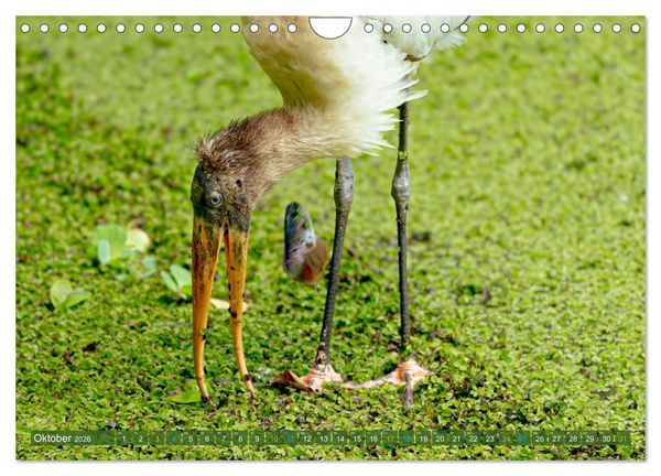 Produktbild: Waldstorch und Anhinga (Wandkalender 2026 DIN A4 quer), CALVENDO Monatskalender