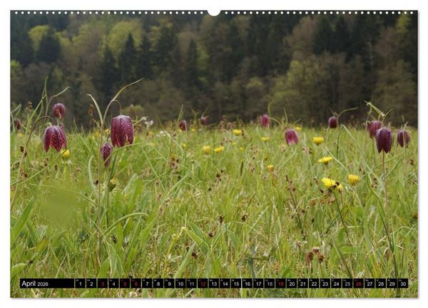 Produktbild: Die Schachbrettblume (hochwertiger Premium Wandkalender 2026 DIN A2 quer), Kunstdruck in Hochglanz