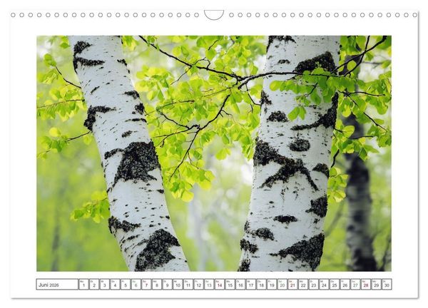 Produktbild: Birkenzauber (Wandkalender 2026 DIN A3 quer), CALVENDO Monatskalender