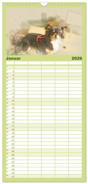 Produktbild: Familienplaner 2026 - Chihuahuas 2026 mit 5 Spalten (Wandkalender, 21 x 45 cm) CALVENDO